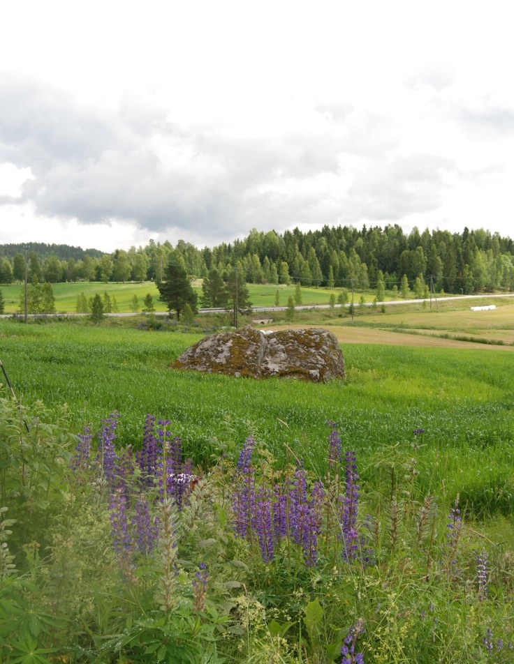 Sikopensaantie Tottijärvellä